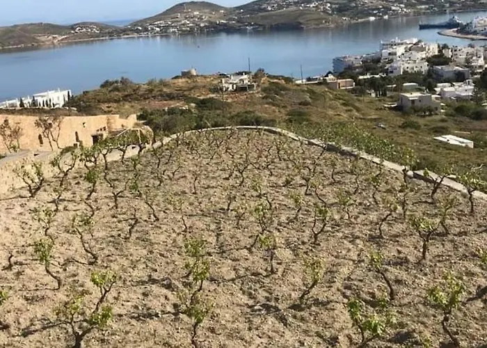 Grape Yard * Parikia (Paros)
